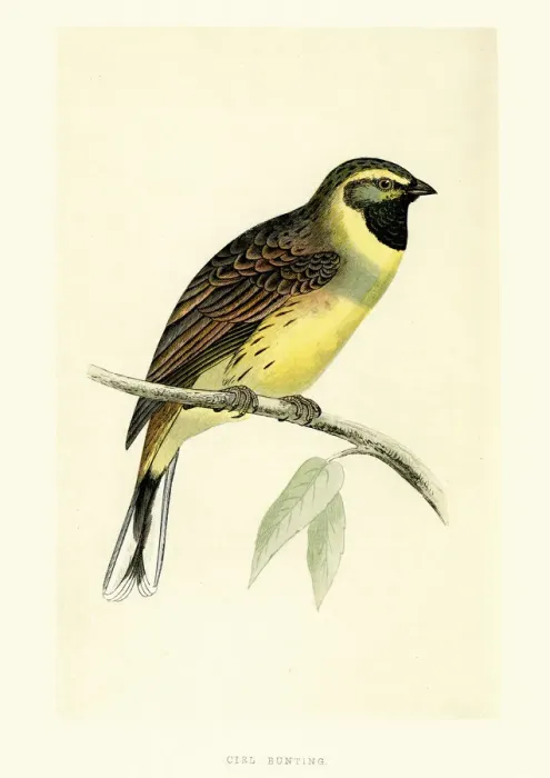 Framed Print : Natural History Birds - Cirl bunting Emberiza cirlus Framed Print : Natural History Birds - Cirl bunting Emberiza cirlus