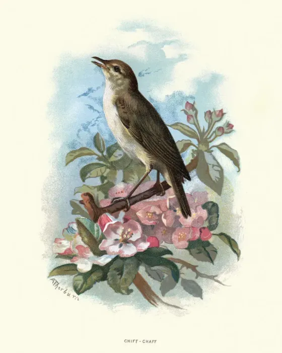 Framed Print : Natural History - Birds - Common chiffchaff Framed Print : Natural History - Birds - Common chiffchaff