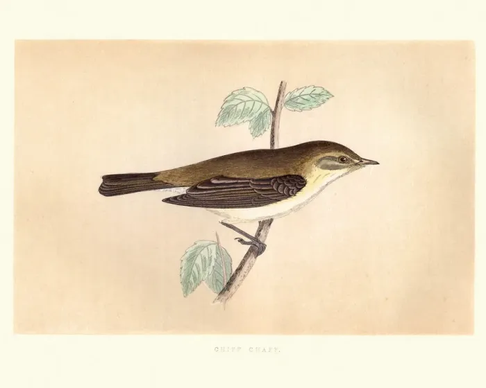 Framed Print : Natural history, Birds, Common chiffchaff (Phylloscopus collybita) Framed Print : Natural history, Birds, Common chiffchaff (Phylloscopus collybita)