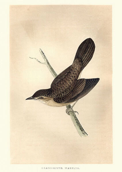 Natural History, Birds, Common grasshopper warbler