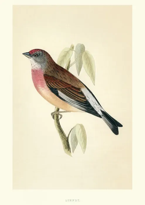 Framed Print : Natural History - Birds - Common linnet Framed Print : Natural History - Birds - Common linnet