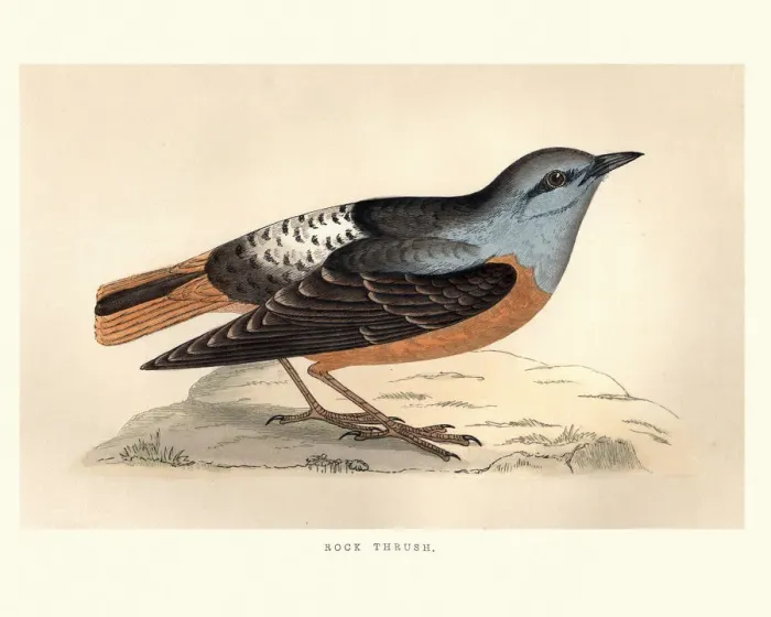 Framed Print : Natural History, Birds, Common rock thrush (Monticola saxatilis) Framed Print : Natural History, Birds, Common rock thrush (Monticola saxatilis)