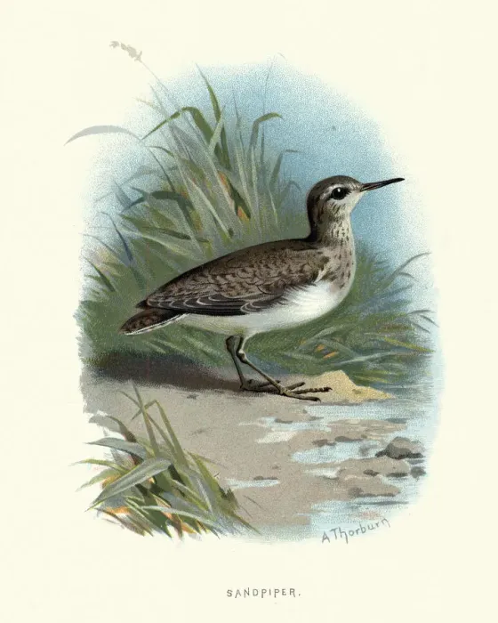 Framed Print : Natural History, Birds, common sandpiper (Actitis hypoleucos) Framed Print : Natural History, Birds, common sandpiper (Actitis hypoleucos)