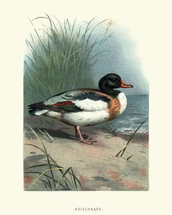 Framed Print : Natural history, Birds, common shelduck (Tadorna tadorna) Framed Print : Natural history, Birds, common shelduck (Tadorna tadorna)