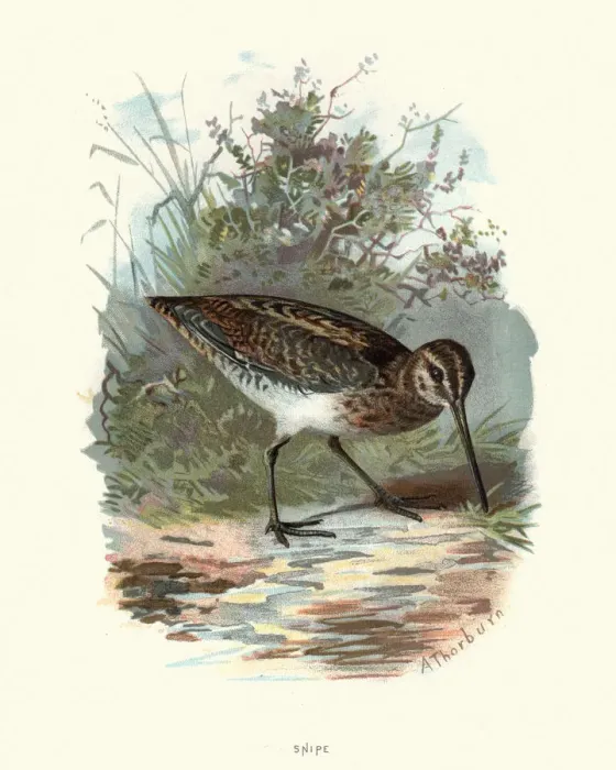 Framed Print : Natural History - Birds - Common snipe Framed Print : Natural History - Birds - Common snipe