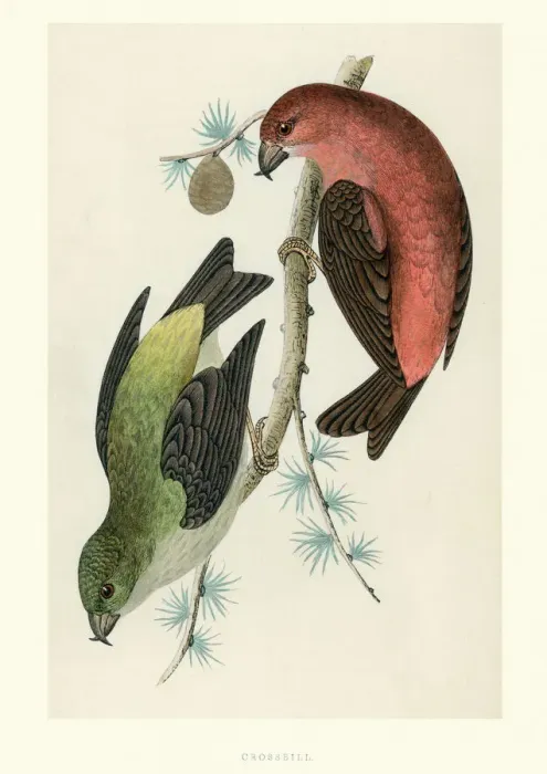 Framed Print : Natural History - Birds - Crossbill
