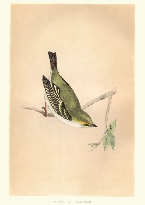Framed Print : Natural history, Birds, Dalmatian Regulus, Kinglet Framed Print : Natural history, Birds, Dalmatian Regulus, Kinglet
