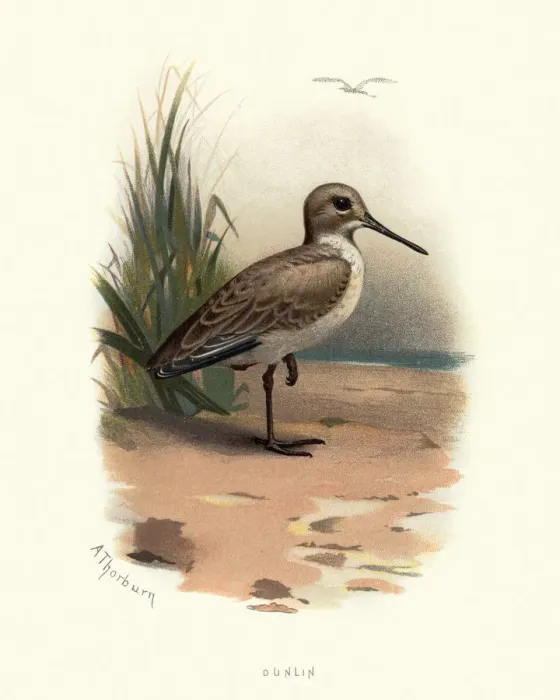 Framed Print : Natural history, Birds, dunlin (Calidris alpina) Framed Print : Natural history, Birds, dunlin (Calidris alpina)