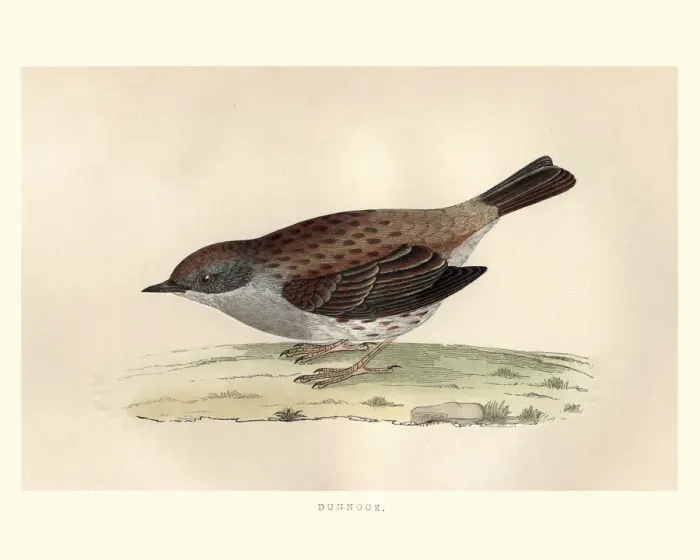 Framed Print : Natural History, Birds, dunnock (Prunella modularis) Framed Print : Natural History, Birds, dunnock (Prunella modularis)