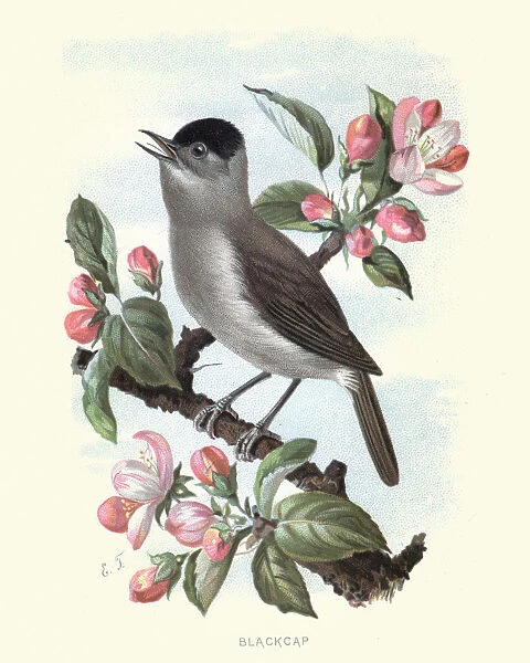 Natural History - Birds - Eurasian blackcap