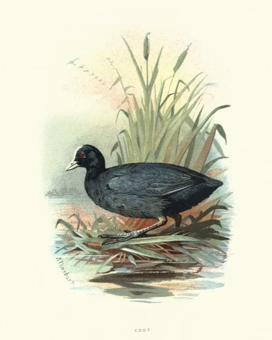 Framed Print : Natural History, Birds, Eurasian coot (Fulica atra) Framed Print : Natural History, Birds, Eurasian coot (Fulica atra)
