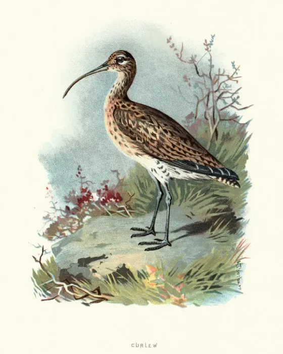 Framed Print : Natural history, Birds, Eurasian curlew or common curlew (Numenius arquata) Framed Print : Natural history, Birds, Eurasian curlew or common curlew (Numenius arquata)
