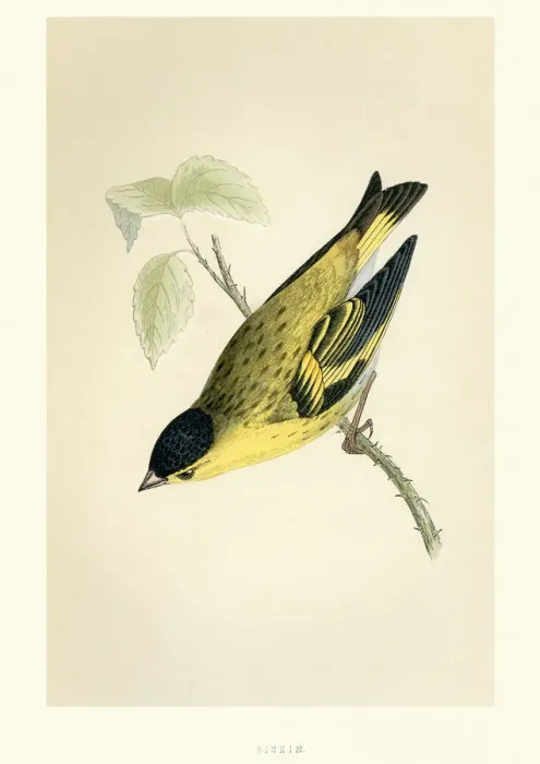 Framed Print : Natural History - Birds - Eurasian siskin Framed Print : Natural History - Birds - Eurasian siskin