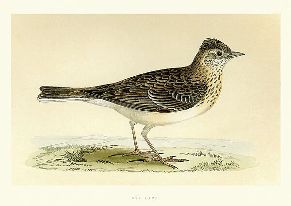 Natural History - Birds - Eurasian skylark