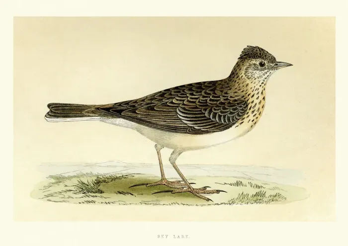 Framed Print : Natural History - Birds - Eurasian skylark Framed Print : Natural History - Birds - Eurasian skylark