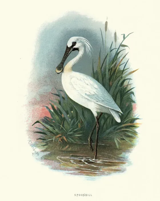 Framed Print : Natural history, Birds, Eurasian spoonbill (Platalea leucorodia) Framed Print : Natural history, Birds, Eurasian spoonbill (Platalea leucorodia)