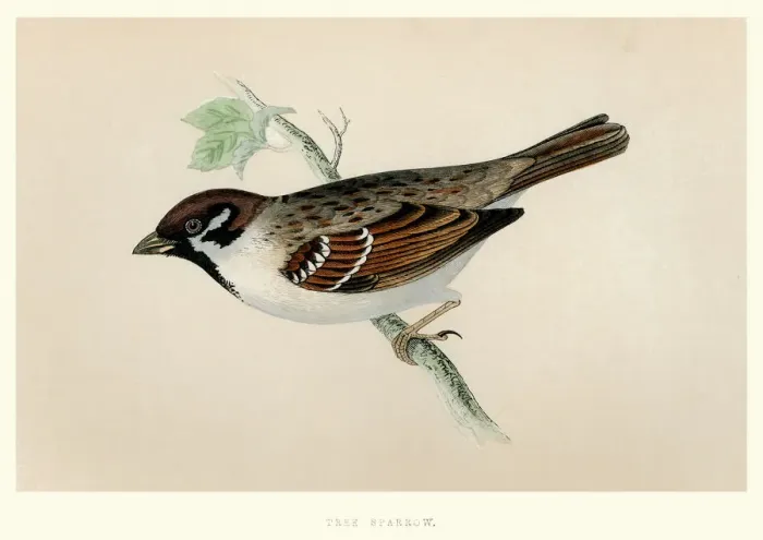 Framed Print : Natural History - Birds - Eurasian tree sparrow Framed Print : Natural History - Birds - Eurasian tree sparrow