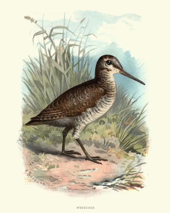 Framed Print : Natural History - Birds - Eurasian woodcock Framed Print : Natural History - Birds - Eurasian woodcock