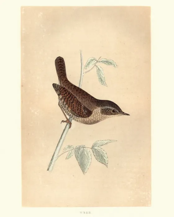Framed Print : Natural history, Birds, Eurasian wren (Troglodytes troglodytes) Framed Print : Natural history, Birds, Eurasian wren (Troglodytes troglodytes)