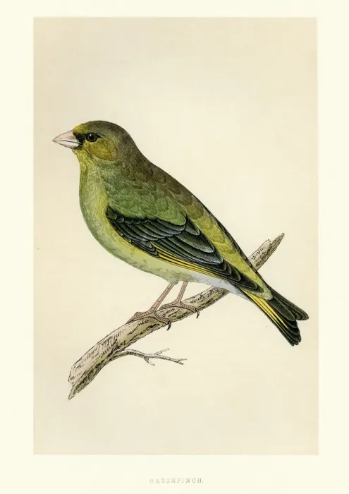 Framed Print : Natural History - Birds - European greenfinch Framed Print : Natural History - Birds - European greenfinch