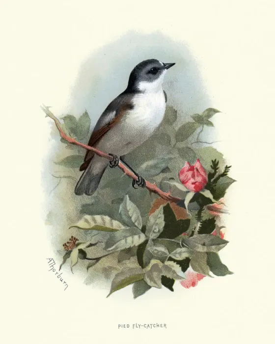 Framed Print : Natural history, Birds, European pied flycatcher (Ficedula hypoleuca) Framed Print : Natural history, Birds, European pied flycatcher (Ficedula hypoleuca)