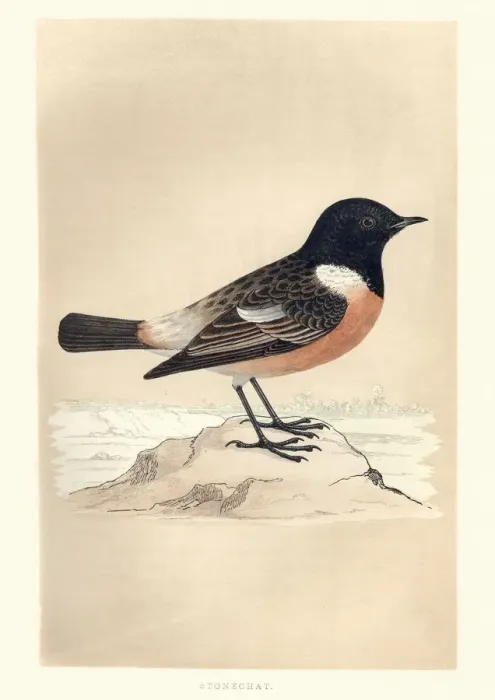Framed Print : Natural History, Birds, European stonechat (Saxicola rubicola) Framed Print : Natural History, Birds, European stonechat (Saxicola rubicola)
