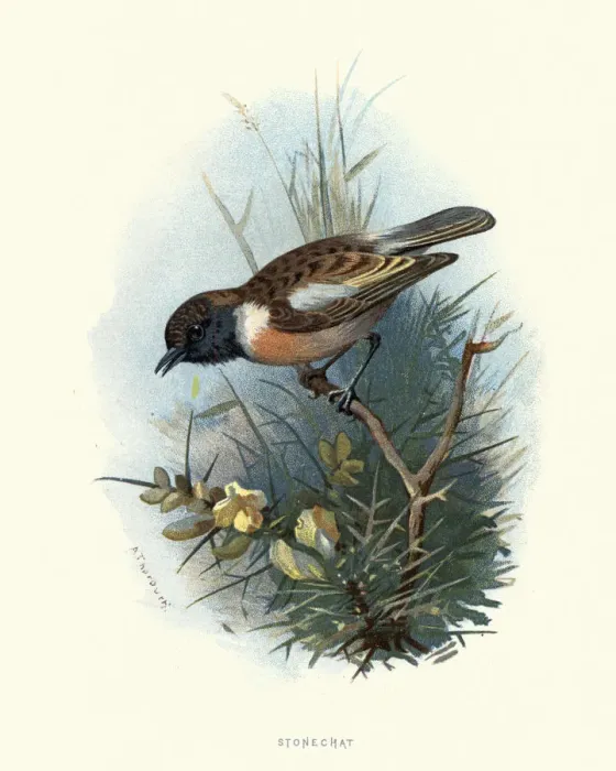 Framed Print : Natural history, Birds, European stonechat (Saxicola rubicola) Framed Print : Natural history, Birds, European stonechat (Saxicola rubicola)