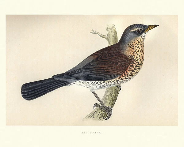 Natural History, Birds, Fieldfare (Turdus pilaris)