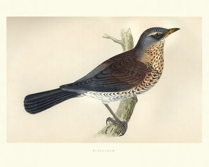Framed Print : Natural History, Birds, Fieldfare (Turdus pilaris) Framed Print : Natural History, Birds, Fieldfare (Turdus pilaris)