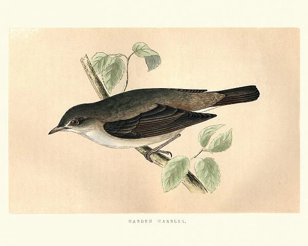 Natural History, Birds, Garden warbler