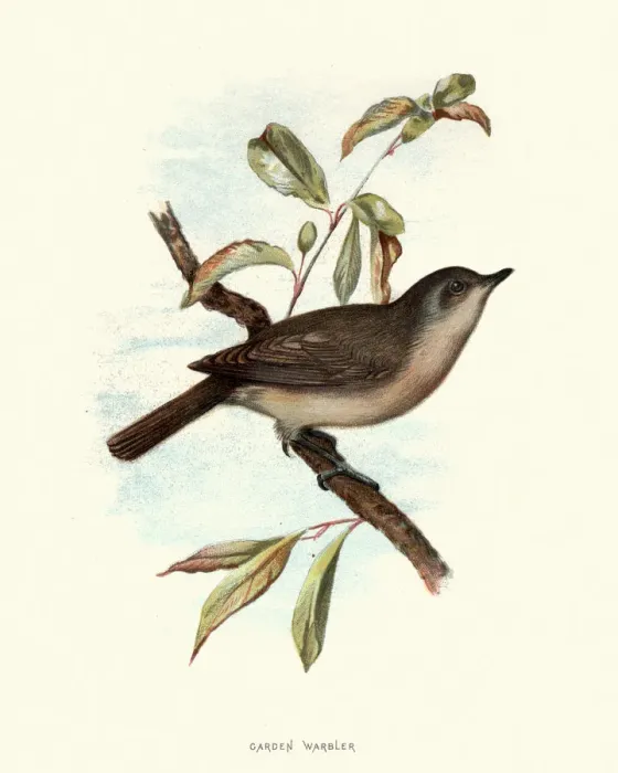 Framed Print : Natural history, Birds, Garden warbler Framed Print : Natural history, Birds, Garden warbler