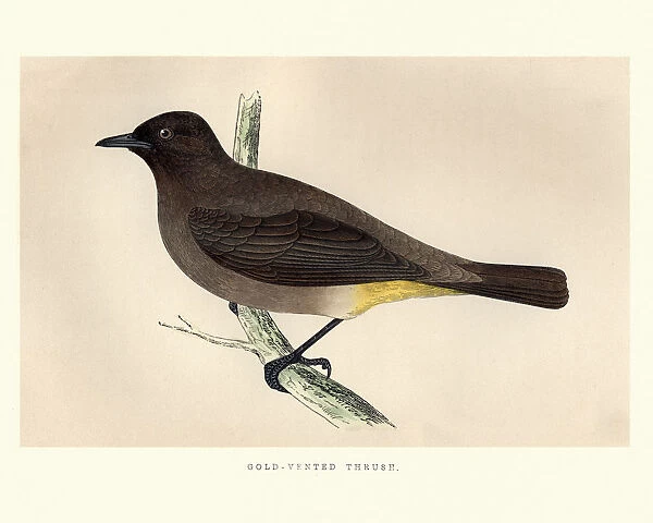 Natural History, Birds, Gold-Vented Thrush