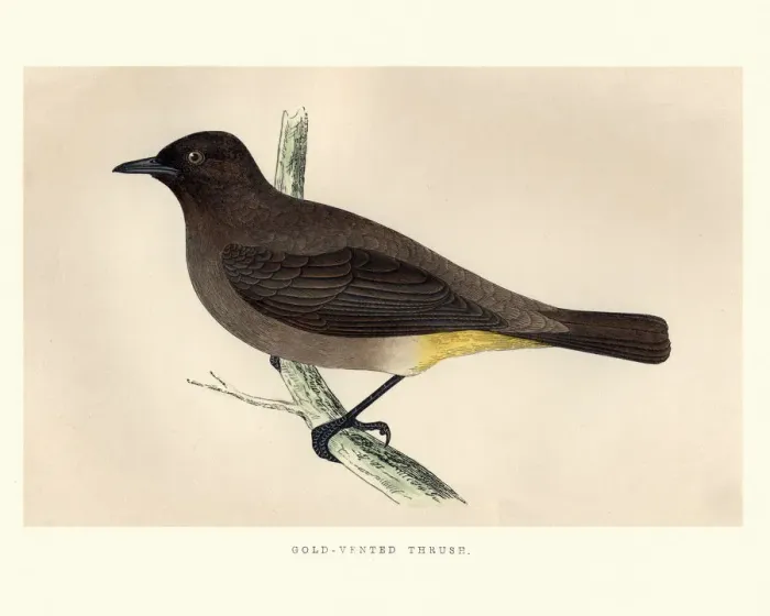 Framed Print : Natural History, Birds, Gold-Vented Thrush