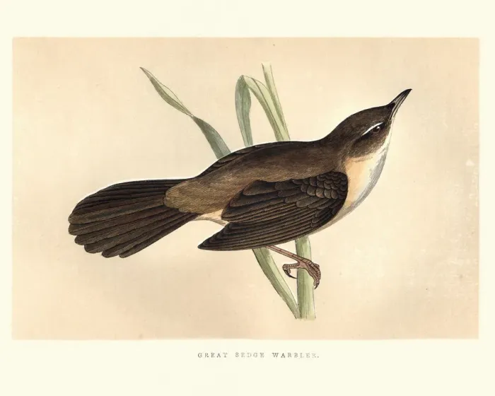 Framed Print : Natural History, Birds, Great sedge warbler Framed Print : Natural History, Birds, Great sedge warbler