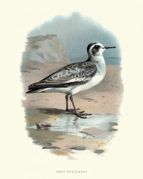 Framed Print : Natural History, Birds, grey phalarope (Phalaropus fulicarius)