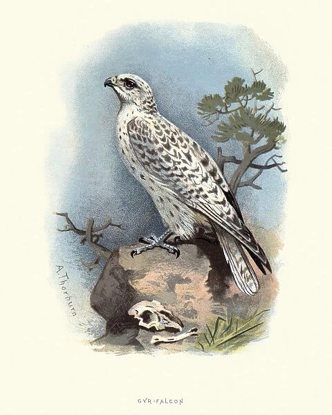 Natural History, Birds, Gyrfalcon (Falco rusticolus)