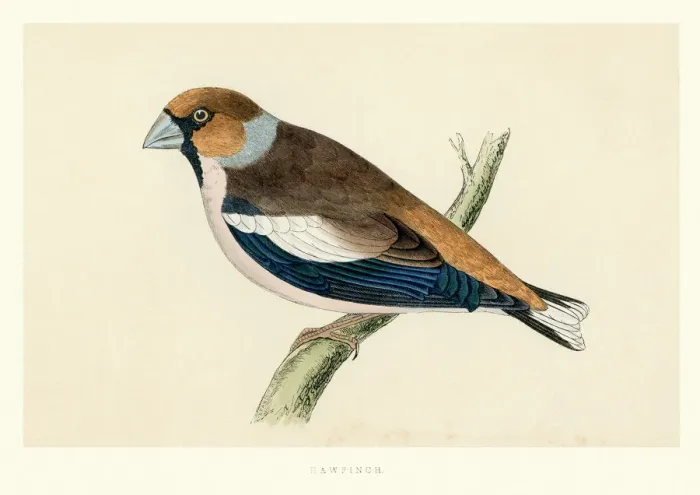Framed Print : Natural History - Birds - Hawfinch Framed Print : Natural History - Birds - Hawfinch