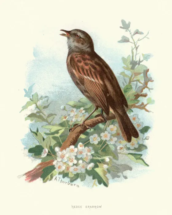 Framed Print : Natural history, Birds, Hedge sparrow, Dunnock