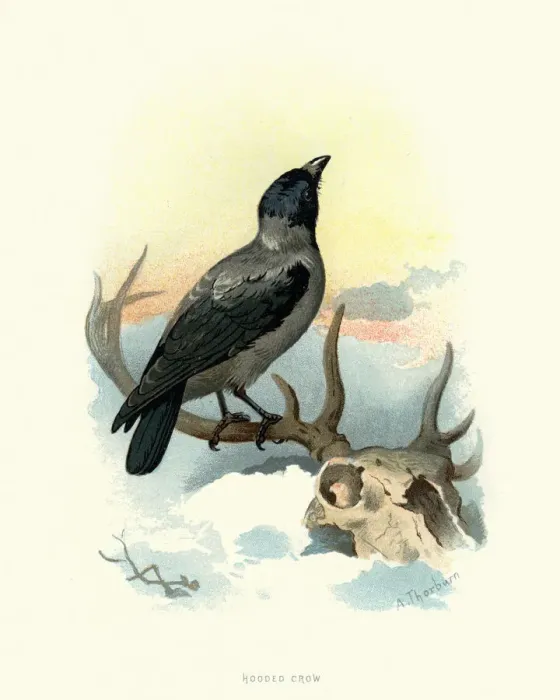 Framed Print : Natural history, Birds, hooded crow (Corvus cornix) Framed Print : Natural history, Birds, hooded crow (Corvus cornix)