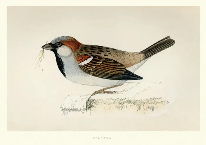 Framed Print : Natural History - Birds - House sparrow