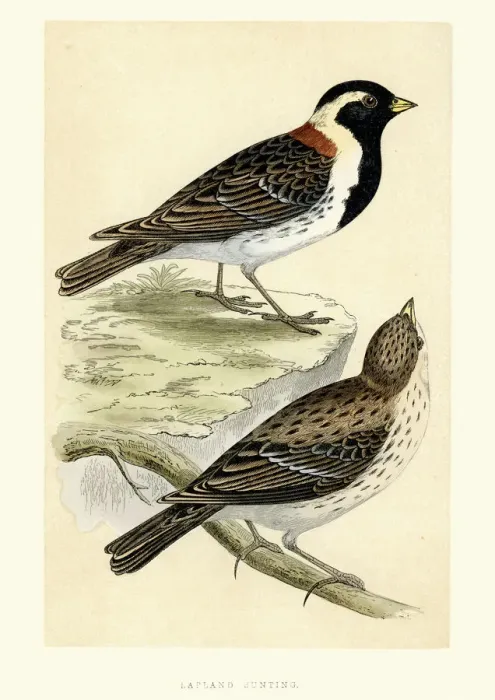 Framed Print : Natural History - Birds - Lapland longspur Framed Print : Natural History - Birds - Lapland longspur