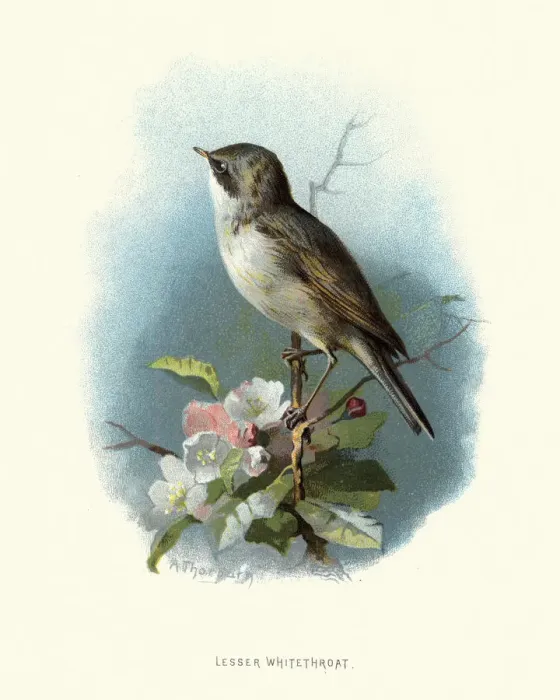 Framed Print : Natural History, Birds, lesser whitethroat (Sylvia curruca)