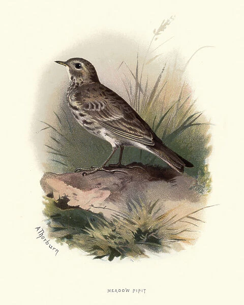 Natural history, Birds, meadow pipit (Anthus pratensis)