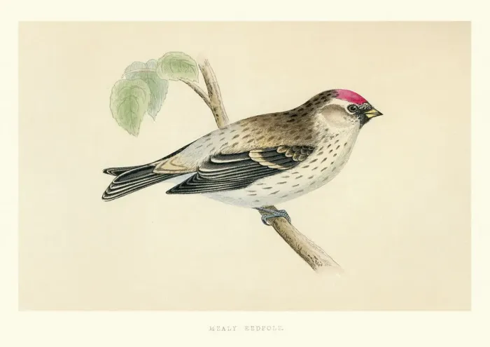 Framed Print : Natural History - Birds - Mealy redpoll