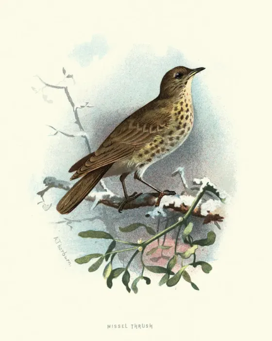 Framed Print : Natural history, Birds, Mistle thrush Framed Print : Natural history, Birds, Mistle thrush