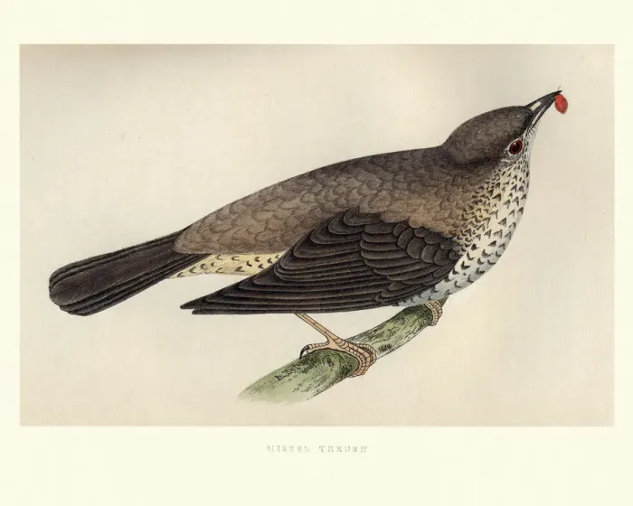 Framed Print : Natural History, Birds, Mistle thrush (Turdus viscivorus) Framed Print : Natural History, Birds, Mistle thrush (Turdus viscivorus)