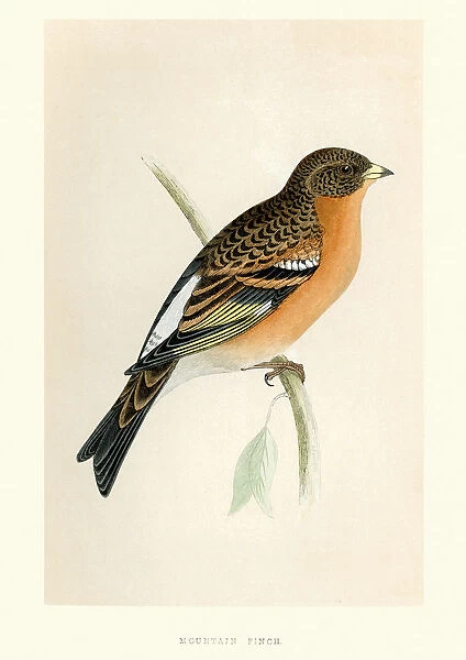Natural History - Birds - Mountain Finch