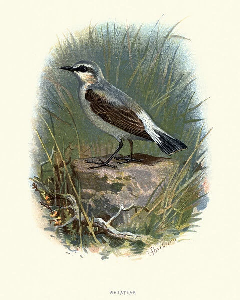 Natural history, Birds, Northern wheatear (Oenanthe oenanthe)