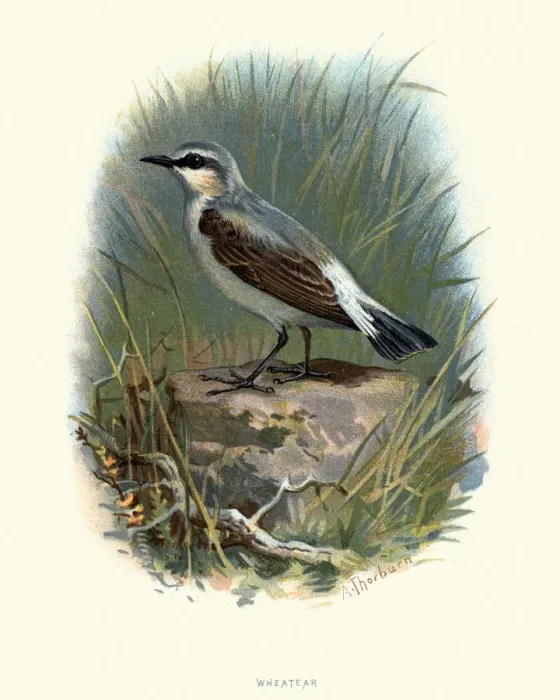 Framed Print : Natural history, Birds, Northern wheatear (Oenanthe oenanthe)
