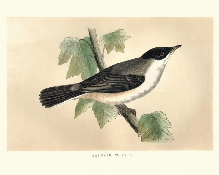 Framed Print : Natural History, Birds, Orphean warbler Framed Print : Natural History, Birds, Orphean warbler